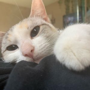 Meet your Posher, Cynthia